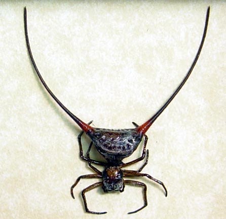 Real Strange Wishbone Spider Framed Insect 2140