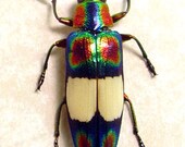 Real Framed Amazing Metallic Red Green Beetle 8004