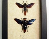 Real Strange Scary Faced Framed Wasp Pair 8001