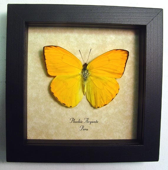 Beautiful Orange Sulpher Butterfly Conservation Display 272