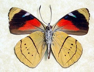 Butterflies Insects Perisama Humboldti Gold & Red Real Framed Butterfly 1101