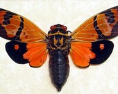 Real Framed Gaeana Festiva Orange Cicada 8071
