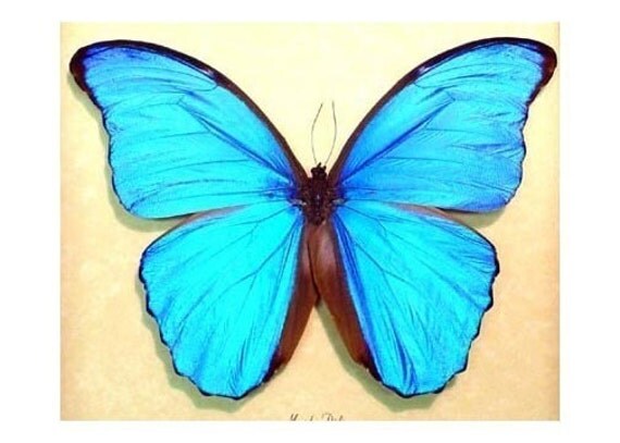 blue morpho didius