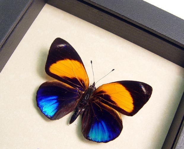 Metallic Blue Orange Real Butterfly by REALBUTTERFLYGIFTS on Etsy