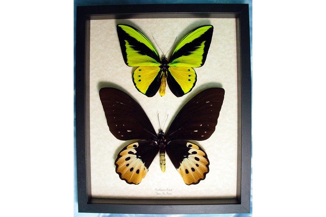 Real Ornithoptera Goliathus Pair Birdwing Butterflies 632