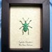BEETLE REAL WEEVIL GREEN SNOUT PAINTED WEEVIL BEETLE 2435