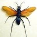 Huge Spider Killer Tarantula Hawk Wasp Display 2660