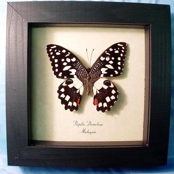 Real Framed Checkerboard Butterfly Conservation Display 152