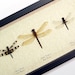 Real Framed North American Dragonfly Collection  7883