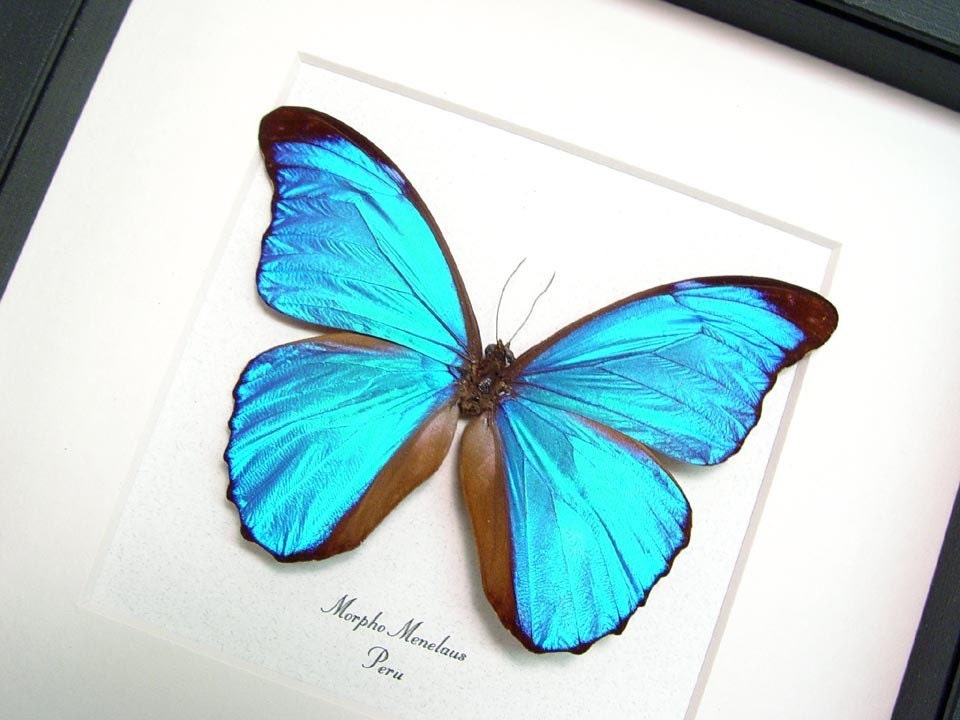 Real Blue Morpho Butterfly Museum Conservation Display 290m