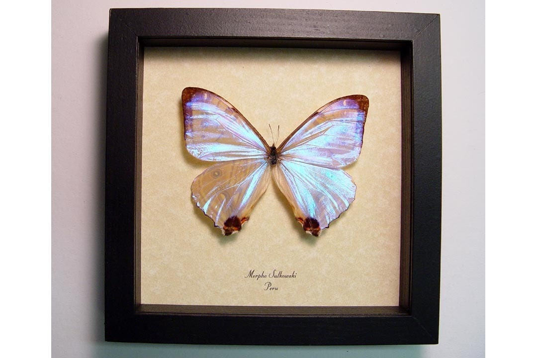 Best Seller 13 Years Real Mother of Pearl Morpho Sulkowski Butterfly 232