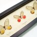 Glasswing Trio Archival Framed Butterfly Uv Block Display 455