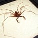 Real Framed Scary Cave Spider Conservation Quality Display 2307s