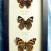 North American Trio Real Butterfly Set 6290