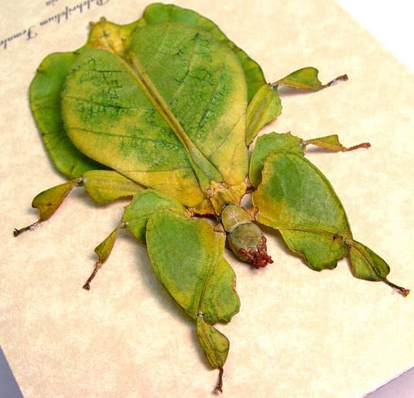 Bright Green Walking Leaf Mimic Real Framed Insect 7981