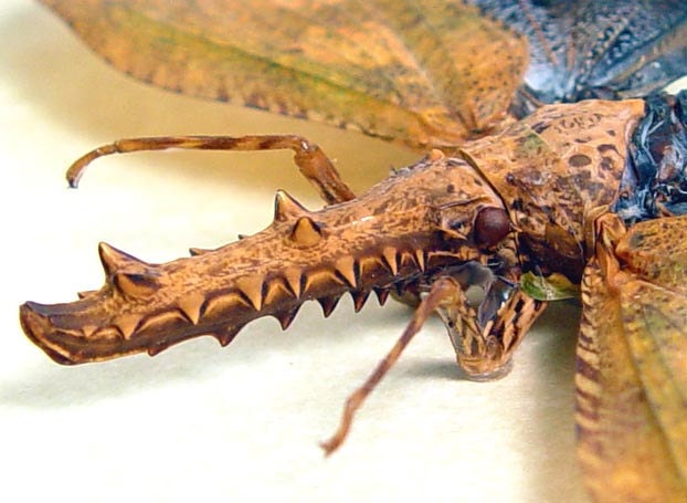 Rare Real Crocodile Lanternfly Framed Insect Display 8005