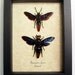 Real Strange Scary Faced Framed Wasp Pair 8001