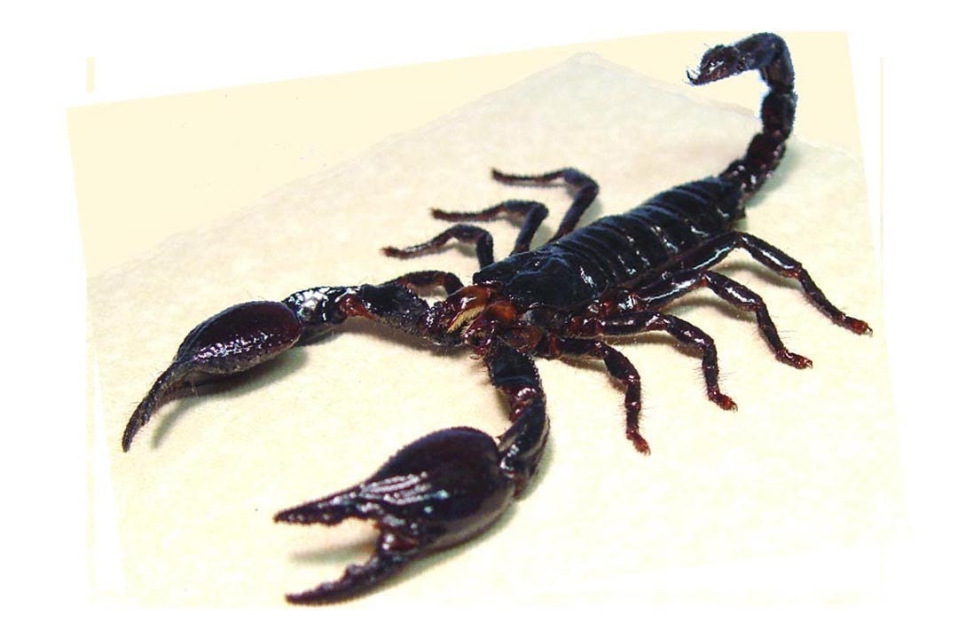 A Real Scorpion