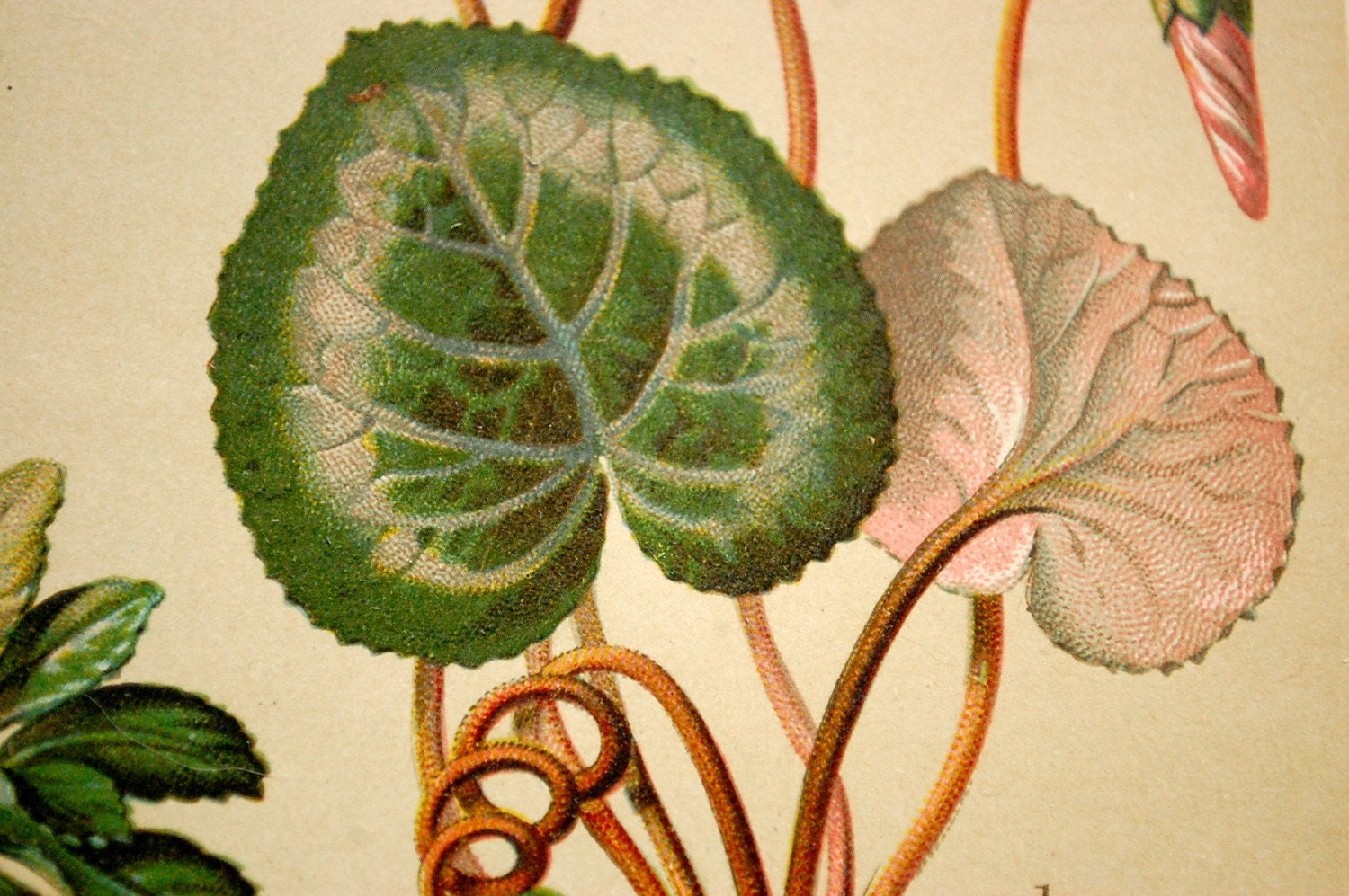 1901 Antique Botanical Chromolithograph of Cowslips and Cyclamens, among others. No. 10