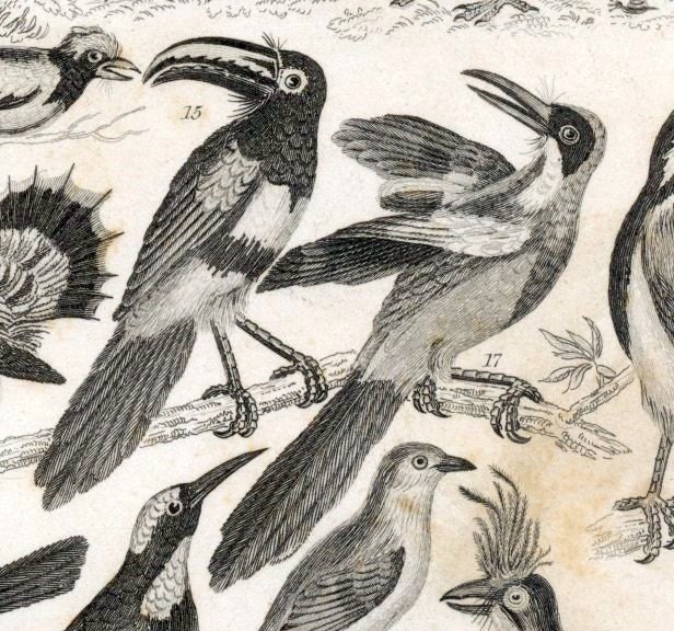 1853 Rare Antique Goldsmith Copper Plate Engraving of Birds. No. 3