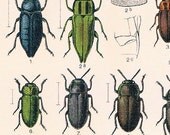 1908 Antique Back-to-Back Chromolithograph of Beetles by Reitter. No. 119-120