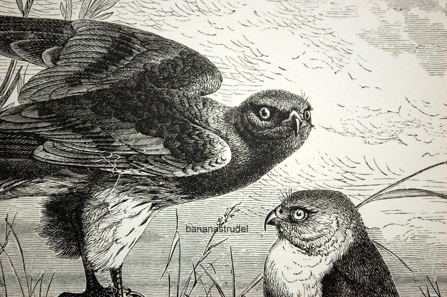 1885 Antique Engraving of Birds. A Group of Harriers
