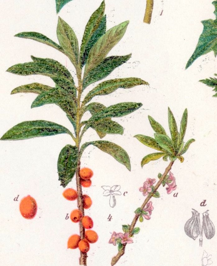 1902 Brilliantly Coloured Chromolithograph of Poisonous Plants. No. 2