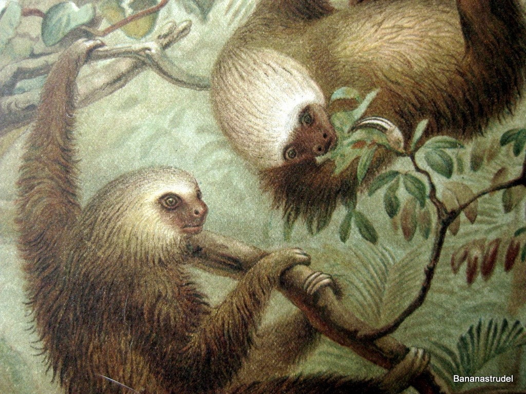 Antique Chromolithograph of Two-toed Sloths. From Lydekker's New Natural History