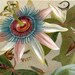 1895 Brillianty Coloured German Chromolithograph of Cicada in a Lovely Floral Setting