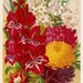 1890s Gorgeous Antique Chromolithograph of Premium Flowers