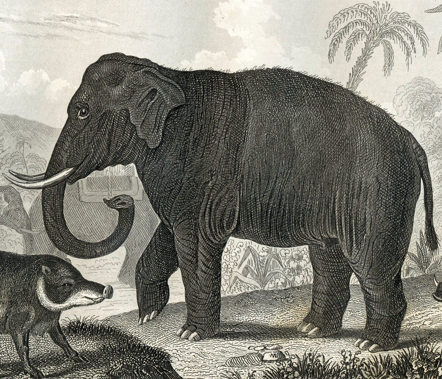 1860 Antique Steel Engraving of Animals. Elephant by bananastrudel