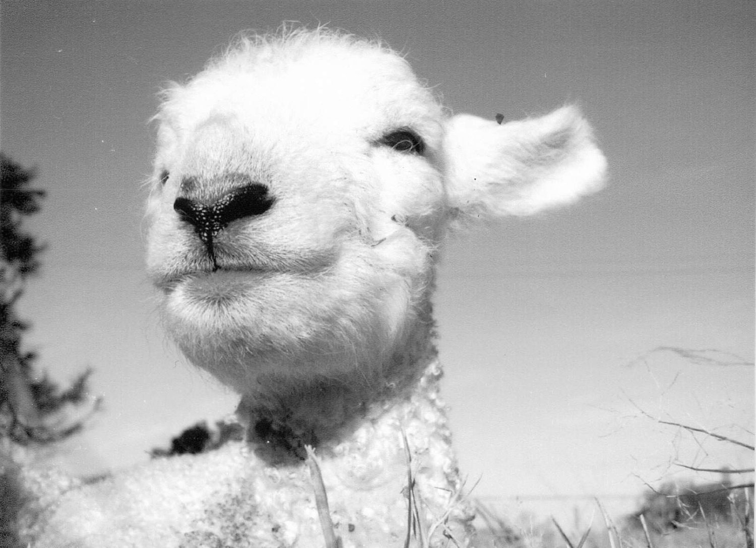 Lamb/Sheep photograph, Black and white taken in New Zealand. Sweet face in the Sunshine Great Easter Gift, Religous theme