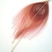 Apricot Peacock Feather Earrings  