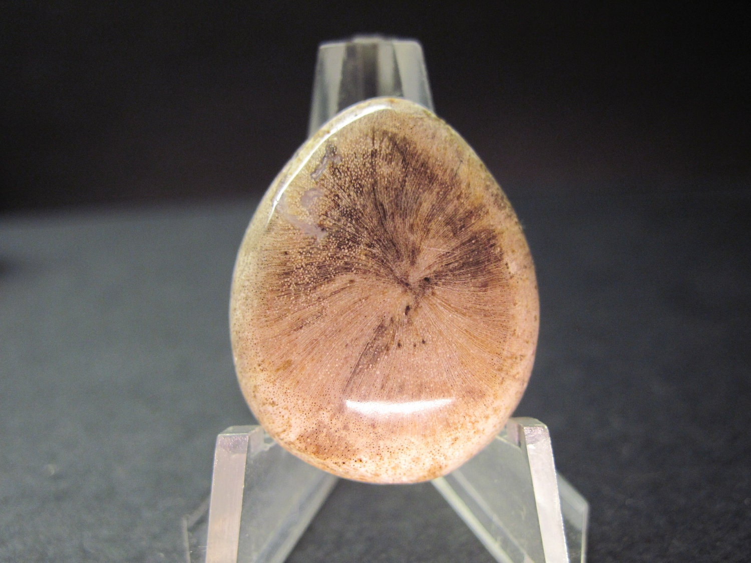Petrified wood cabochon