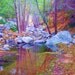 Forest of Dreams Photo Art Print