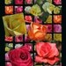 Roses Galore Digital Download Sheet