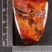 Larger Shield cut of Fine Mara Mamba Tigereye old stock TMM 6