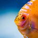 Portrait of a Fish