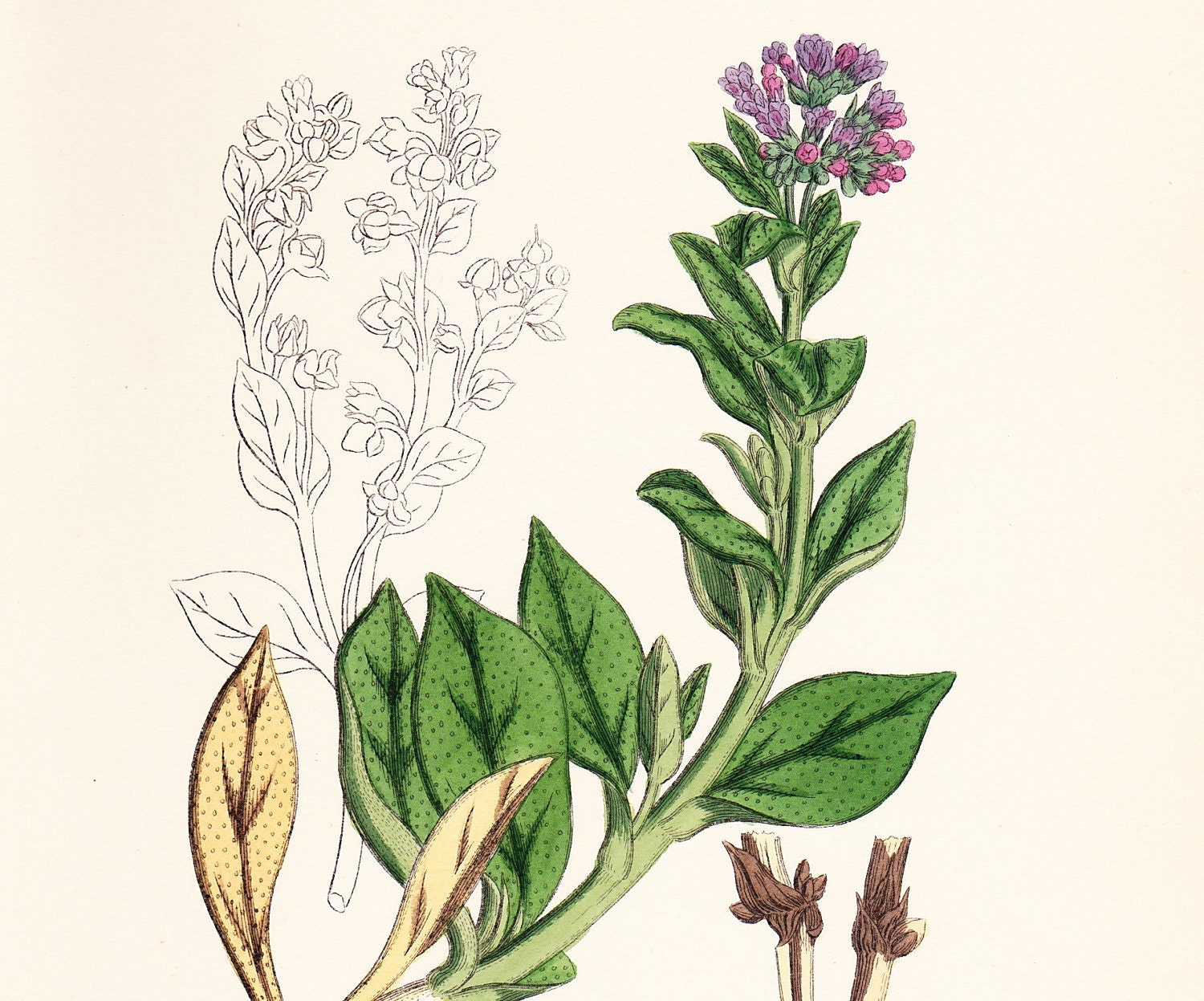 Antique Botanical Print . Oyster plant (Mertensia maritima)  . original old vintage plate hand coloured engraving dated 1880