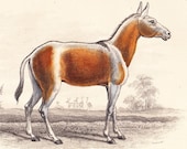 Antique Print . Asinus onager  . original old vintage horse engraving plate dated 1854