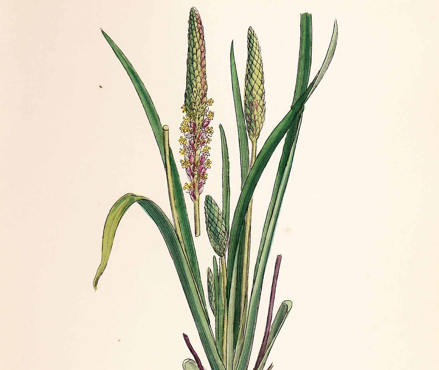 Sea Plantain (Plantago maritima, var. latifolia) Original Antique Vintage Print  old botanical plate dated 1880