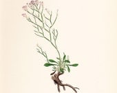 Matted Sea Lavender (Statice Caspia) Original Antique Vintage Botanical Old Print  plate dated 1880