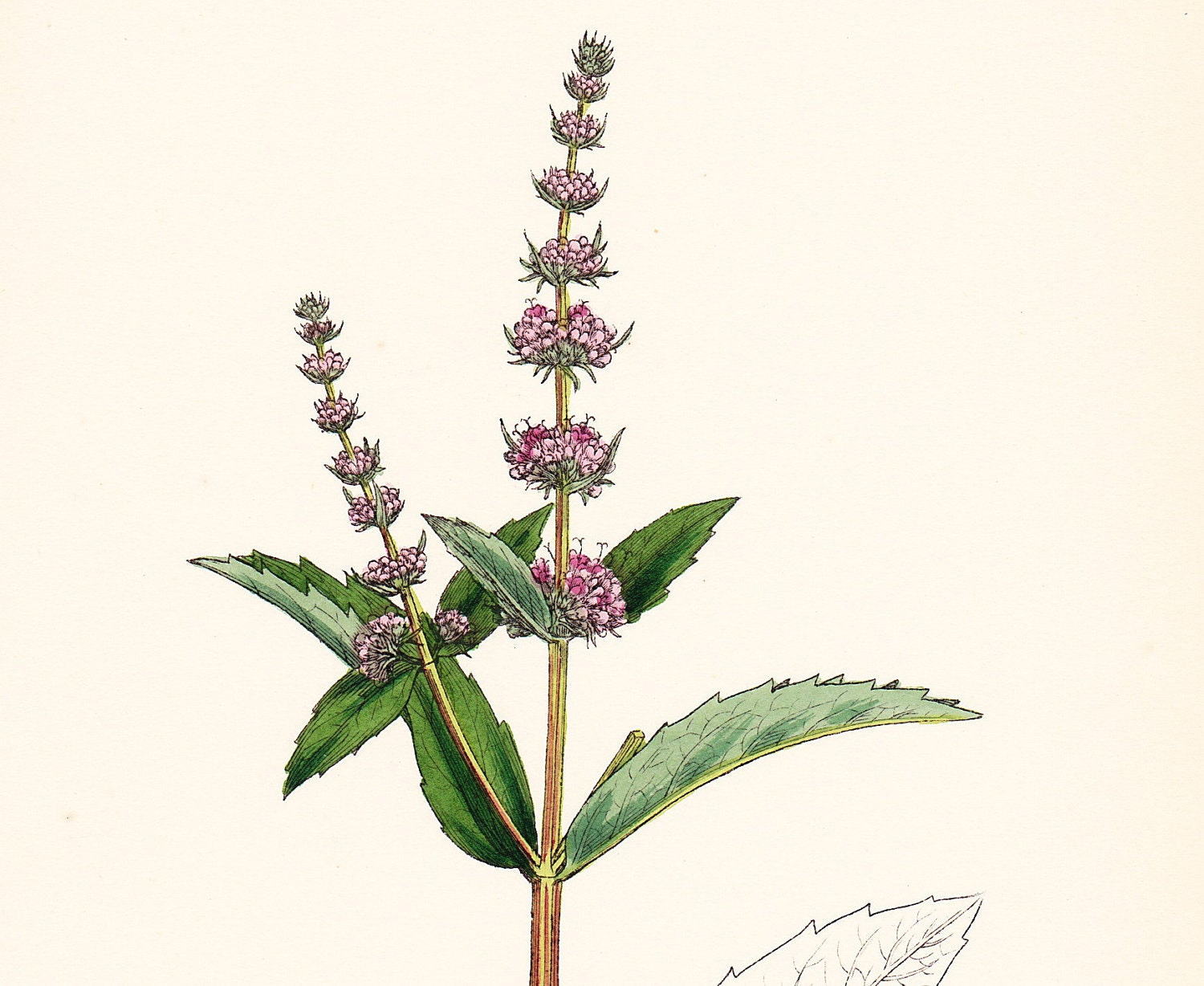 Antique Herb Print . Spear Mint (Mentha viridis)  . original vintage hand coloured engraving plate dated 1880