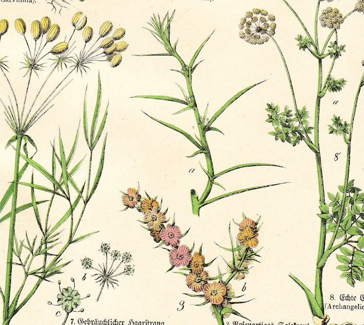 Antique Vegetable Plant Print plate XIV . dated 1890 original german chromolithograph