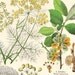 Antique Vegetable Plant Print plate XIV . dated 1890 original german chromolithograph