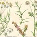 Antique Vegetable Plant Print plate XIV . dated 1890 original german chromolithograph