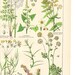 Antique Vegetable Plant Print plate XIV . dated 1890 original german chromolithograph