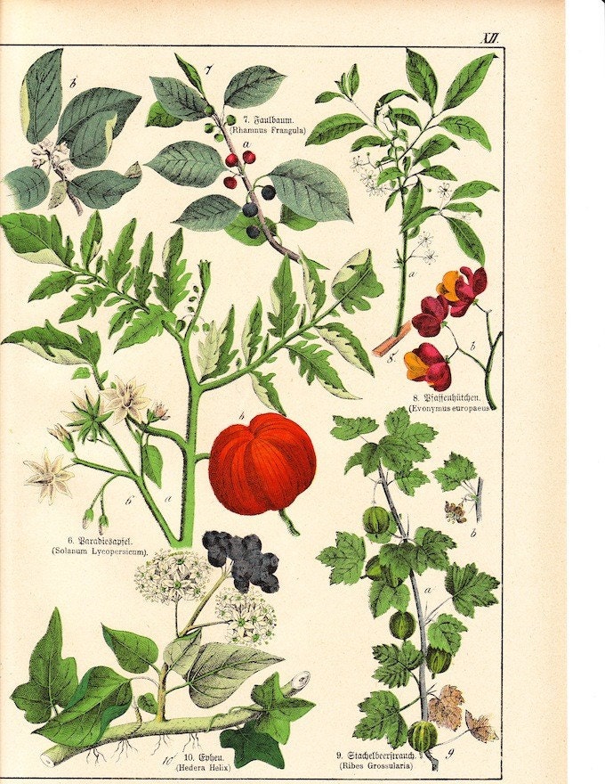 etsyprojectembrace . Antique Botanical Print . Schubert plate XII . original german chromolithograph dated 1890