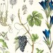 Antique Botanical Print XIII . original chromolithograph dated 1890