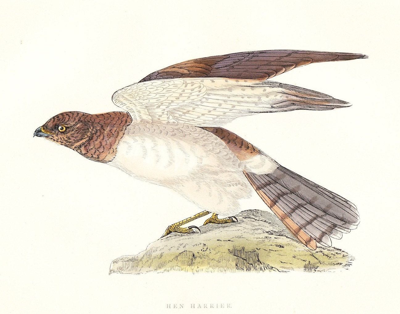Hen Harrier . Antique Bird Print . original art . hand coloured woodblock . dated 1895